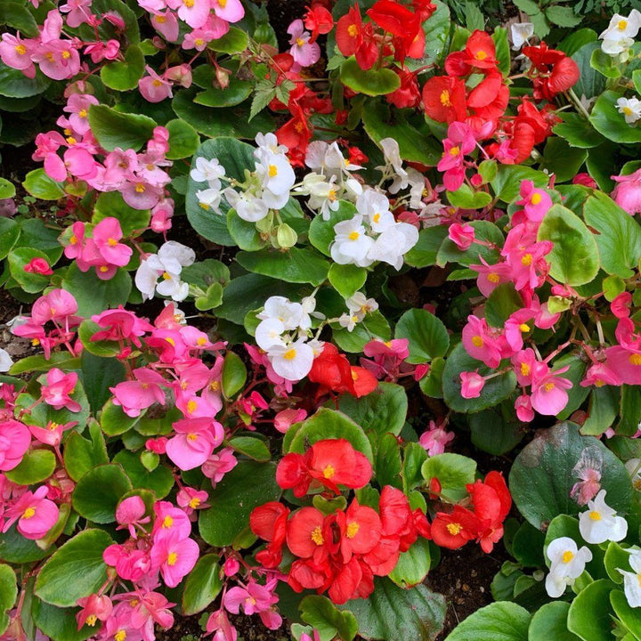 Heirloom Non-GMO Pelleted Begonia Flower Seeds for Planting – Easy-Grow Blooming Flower Seeds