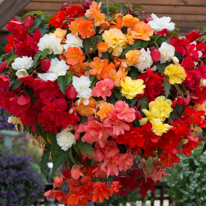 Heirloom Begonia Semi-Trailing Seeds – Non-GMO Flower Seeds for Planting