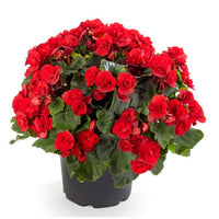 Hanging Flower Seeds for Planting, Heirloom, Non-GMO, 100 pcs