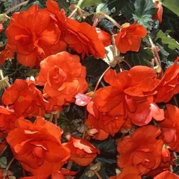 Orange Begonia Flower Seeds for Planting - NON GMO Seeds