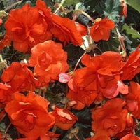 Orange Begonia Flower Seeds for Planting - NON GMO Seeds