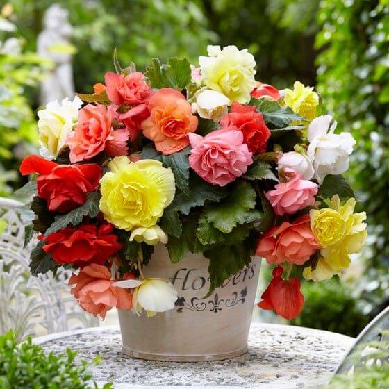 Begonia Flower Seeds Heirloom Non GMO Planting - 100 pcs