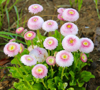 Heirloom Non-GMO Pink White Bellis Perennis Flower Seeds for Garden Borders Planting for planting in home garden