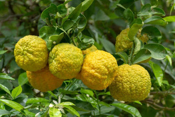 Bergamot lemon plant growing in a sunny outdoor garden space.
