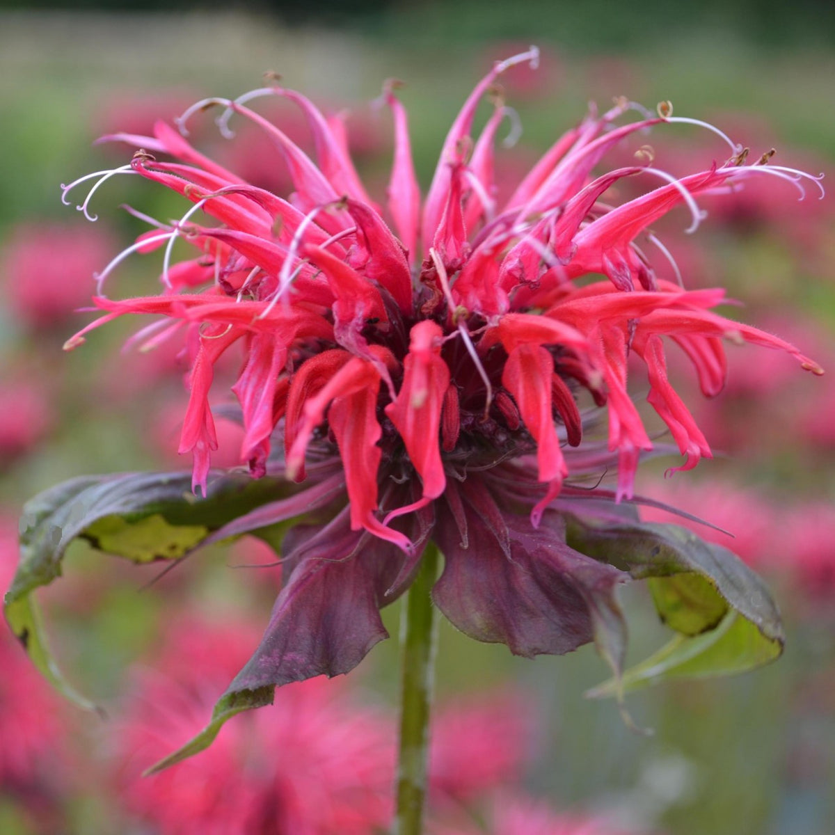 Red Bergamot Monarda Flower Seeds Heirloom & Non GMO seeds for Planting