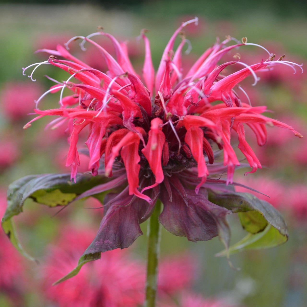 Red Bergamot Monarda Flower Seeds Heirloom & Non GMO seeds for Planting