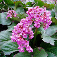 Red Bergenia Flower Seeds for Planting - 100 pcs