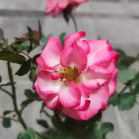 Betty Boop Rose Flower Seeds for Planting - Heirloom, Non-GMO Garden Seeds for Your Garden