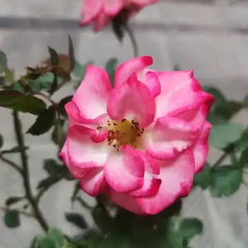 Betty Boop Rose Flower Seeds for Planting - Heirloom, Non-GMO Garden Seeds for Your Garden for planting in home garden