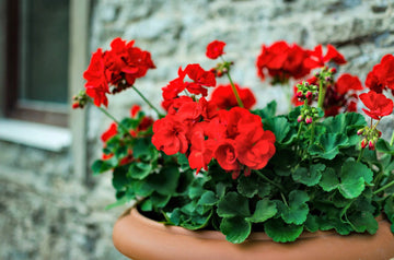 Heirloom Non-GMO Geranium Pelargonium Flower Seeds for Planting – Colorful Garden Blooms - Non-GMO for planting in home garden