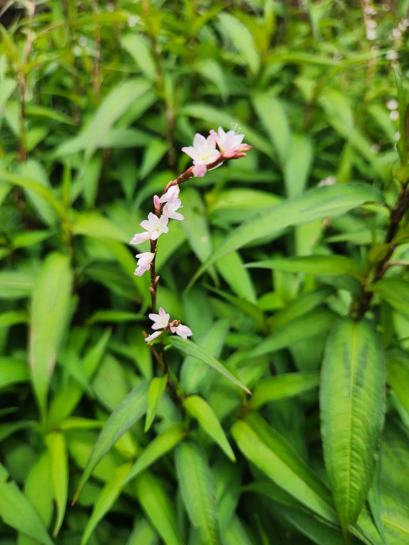 Vietnamese Plant Seeds for Planting heirloom & Non-GMO Seeds