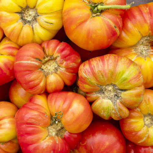 Rainbow Giant Beefsteak Tomato Seeds for Planting heirloom & Non-GMO Seeds
