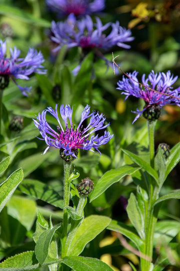 Blue Centaurea Montana Flower Seeds for Planting - NON GMO Seeds seeds for planting in home garden