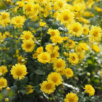 Heirloom Non-GMO Chrysanthemum Plant Seeds for Planting – Vibrant Fall Blooms for Garden Displays