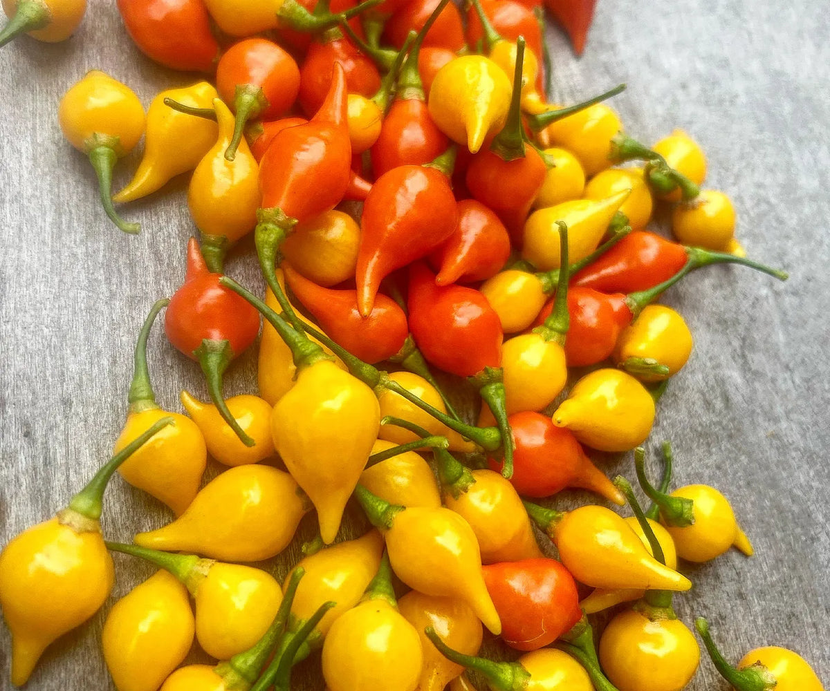 Yellow Biquinho Pepper Seeds for Planting heirloom & Non-GMO Seeds
