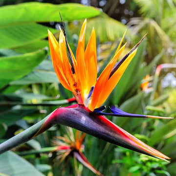 Bird of Paradise Strelitzia seeds for ornamental garden planting