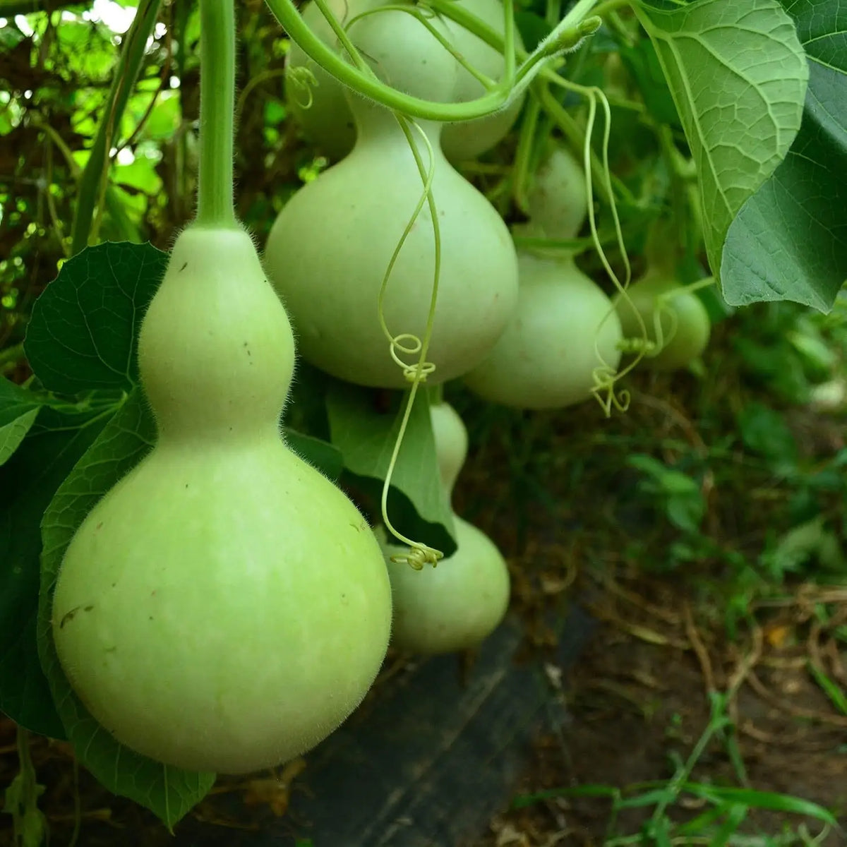 Birdhouse Bottle Gourd seeds for garden planting