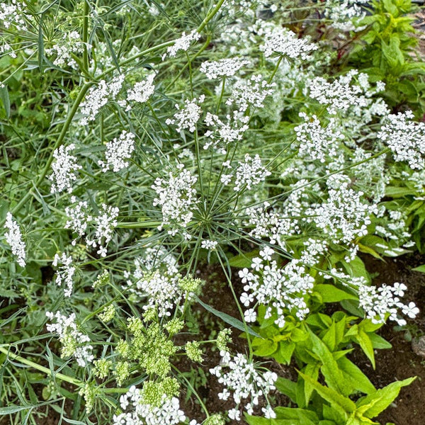 Bishop's Flower Seeds – Heirloom Non-GMO Seeds for Elegant and Pollinator-Friendly Garden Planting