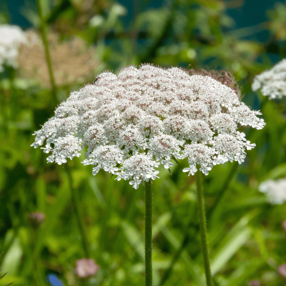 Bishop's Flower Seeds – Heirloom Non-GMO Seeds for Elegant and Pollinator-Friendly Garden Planting