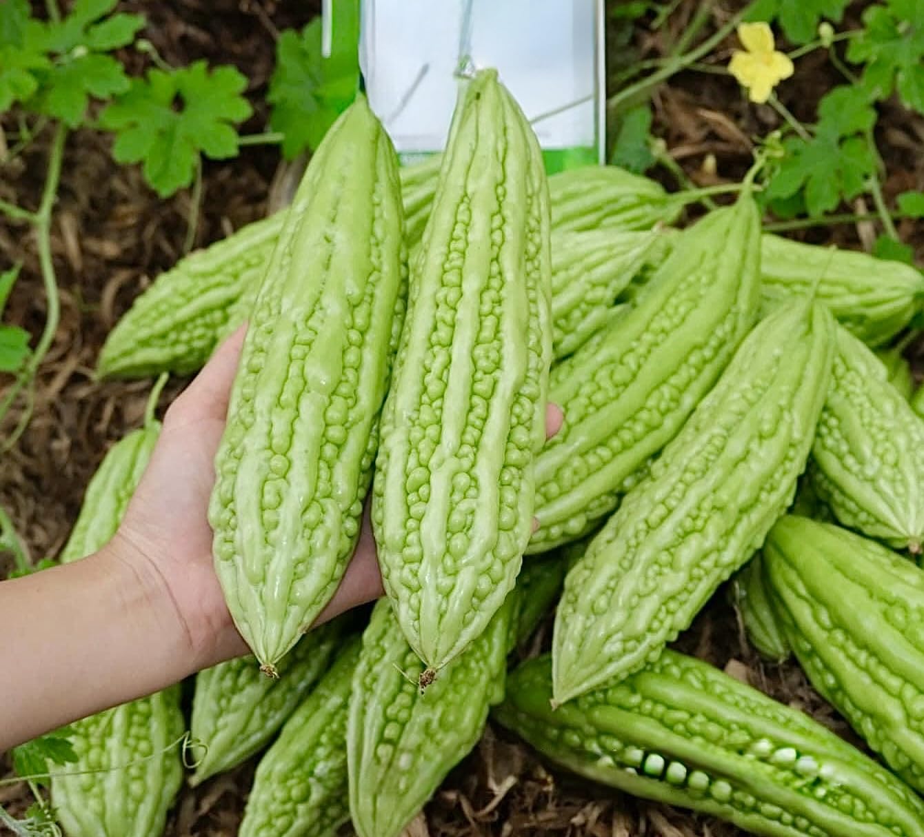 Bitter Melon seeds for home vegetable garden planting