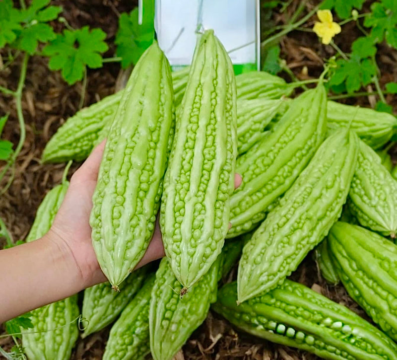 Bitter Melon seeds for home vegetable garden planting
