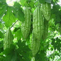 Heirloom Bitter Melon vines growing on a garden trellis