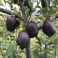 Black Apple tree seeds for planting in home gardens and orchards.