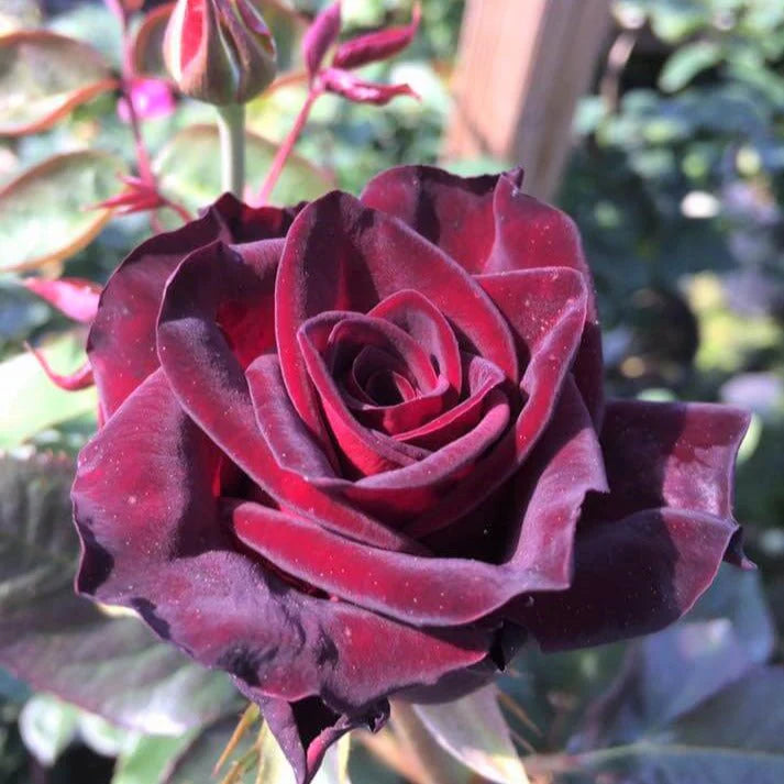 Hybrid Tea Rose Flower Seeds for Planting – Heirloom, Non-GMO Seeds for Garden Blooms