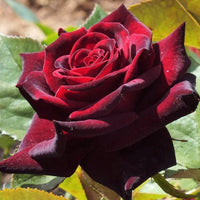 Hybrid Tea Rose Flower Seeds for Planting – Heirloom, Non-GMO Seeds for Garden Blooms