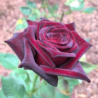 Hybrid Tea Rose Flower Seeds for Planting – Heirloom, Non-GMO Seeds for Garden Blooms - Tea for planting in home garden