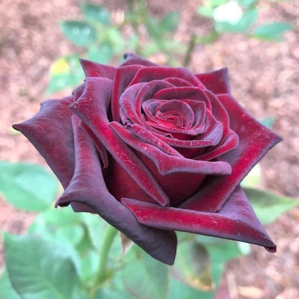 Hybrid Tea Rose Flower Seeds for Planting – Heirloom, Non-GMO Seeds for Garden Blooms - Tea for planting in home garden