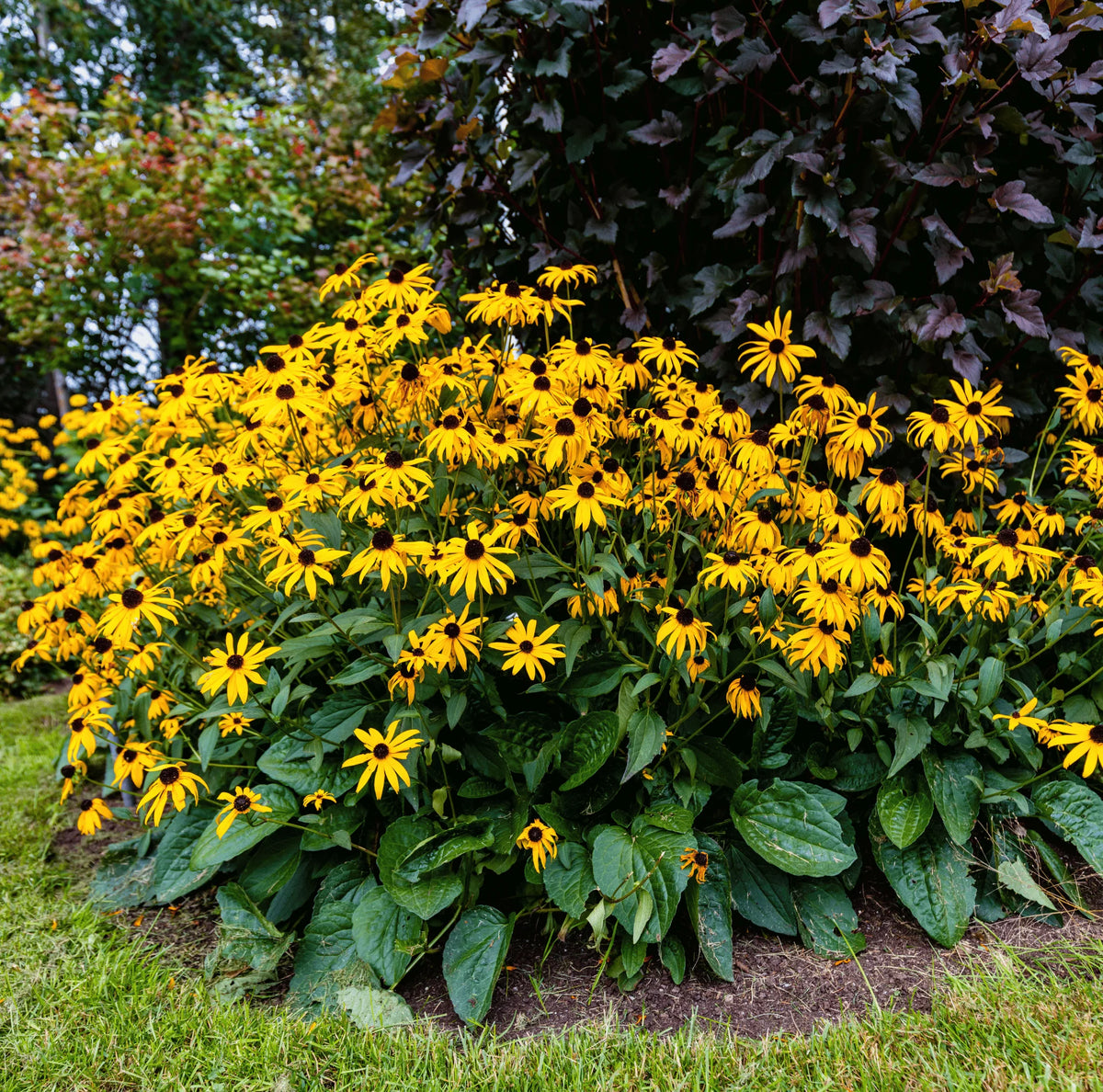 Heirloom Fulgida Flower Seeds for Garden Planting, Non-GMO, Black-Eyed Susan Blooms for Seasonal Color