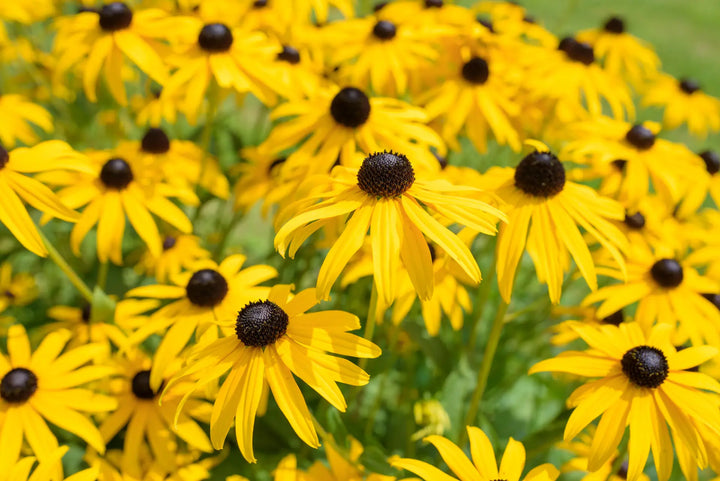 Heirloom Susan Native Flower Seeds – Non-GMO Seeds for Wildflower Garden Planting