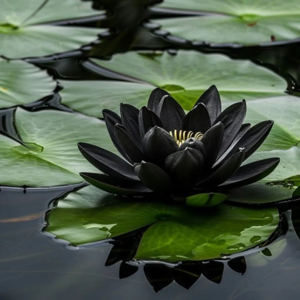 Black Lotus aquatic flower seeds suitable for decorative water features and containers.