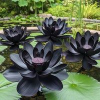 Black Lotus flower seeds for planting in ponds and water gardens.