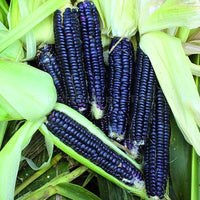 Black Mexican Sweet Corn heirloom seeds for home garden planting
