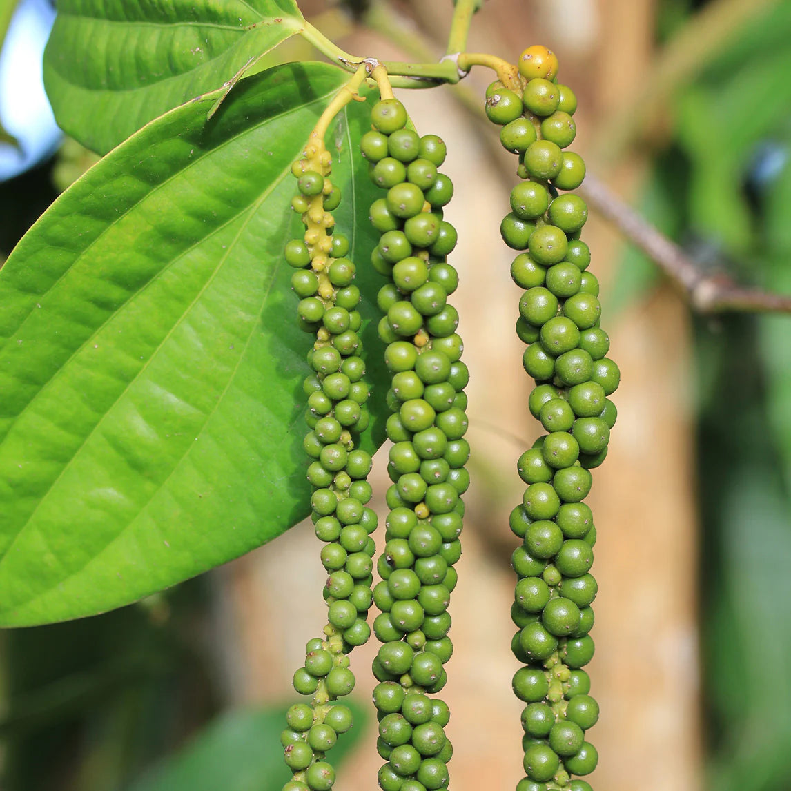 Healthy Black Pepper vine with glossy green leaves growing on a support