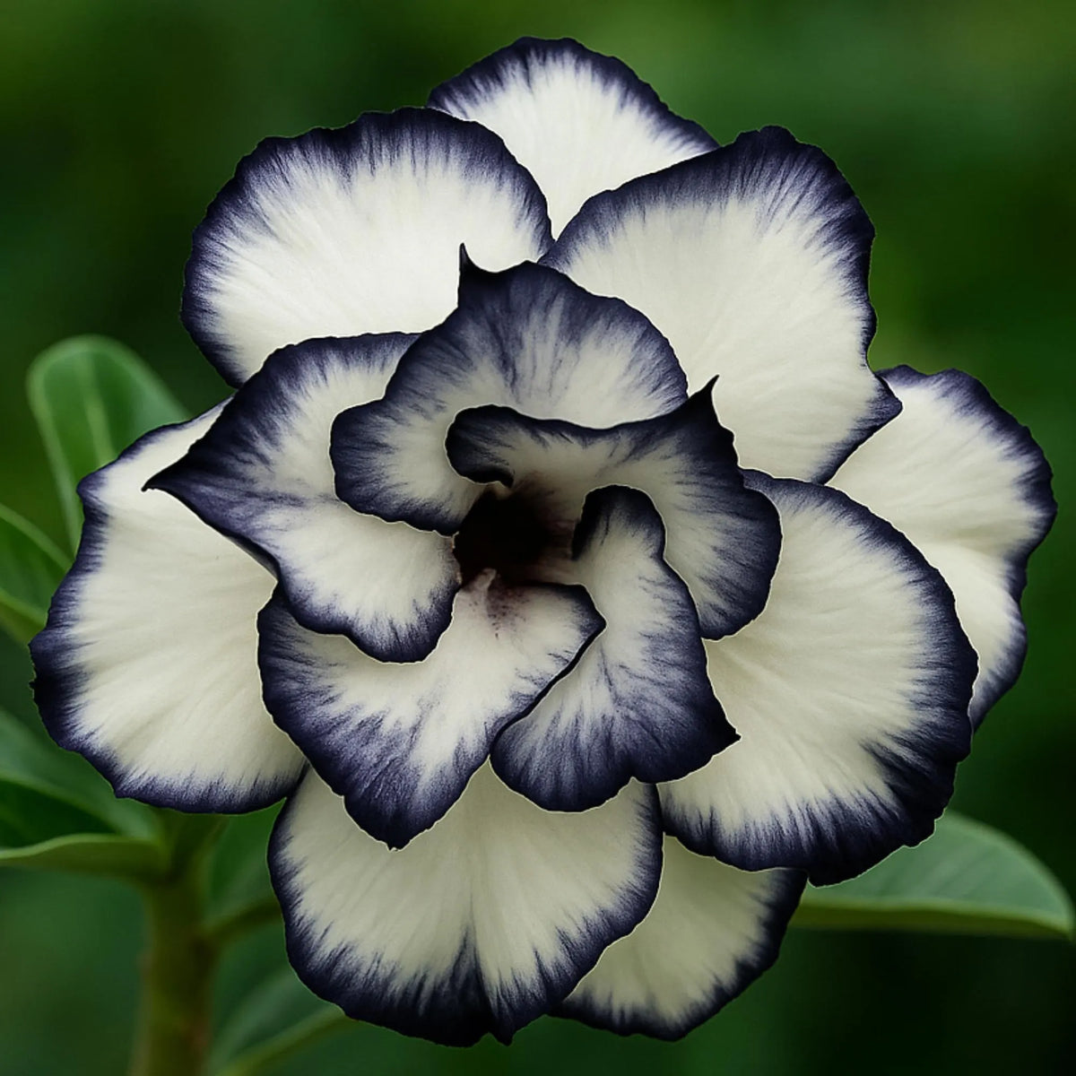 Black and white Desert Rose Adenium flower seeds for home gardening.