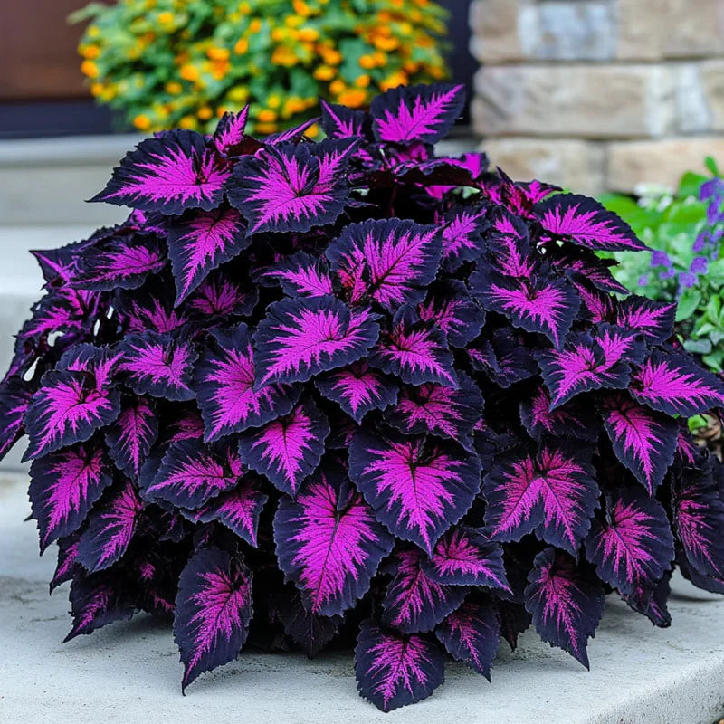 Heirloom Non-GMO Black Coleus Plant Seeds for Planting – Striking Foliage Garden Seeds
