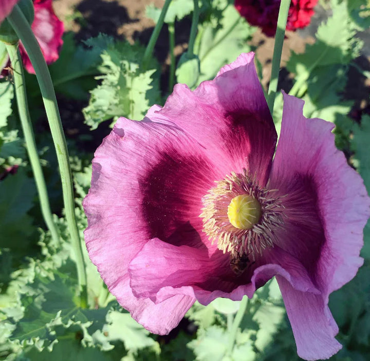 Pepperbox Flower Seeds, Heirloom, Non-GMO Seeds for Planting