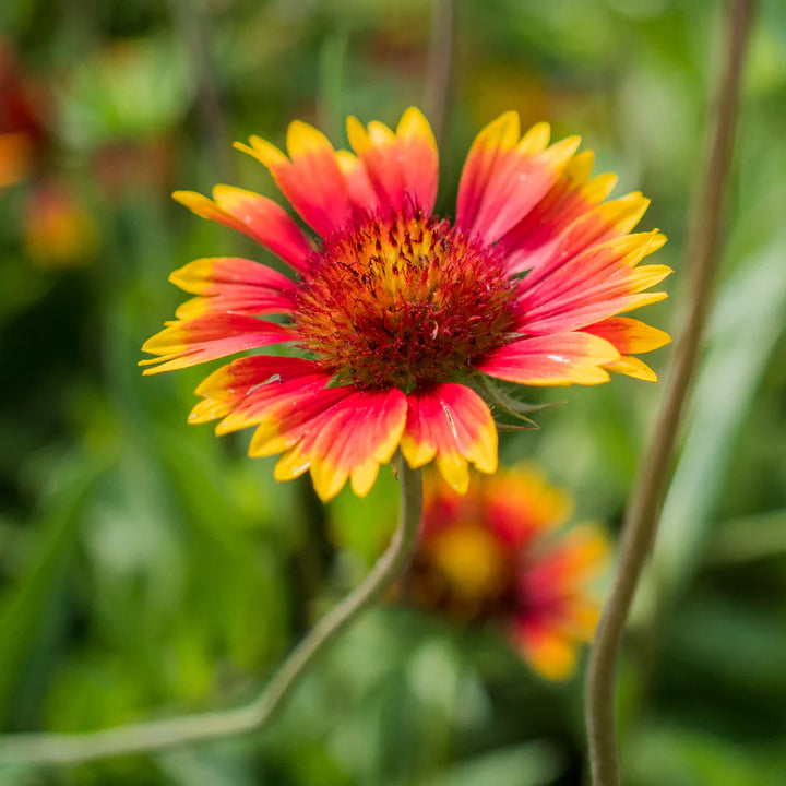 Yellow Red Aristata Flower Seeds for Planting - NON GMO Seeds