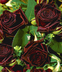Deep Red Rose Plant Seeds for Planting - Heirloom Non-GMO Garden Seeds for Your Garden