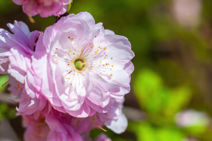 Blooming Flower Seeds for Planting 100 pcs