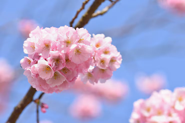 Blooming Flower Seeds for Planting 100 pcs