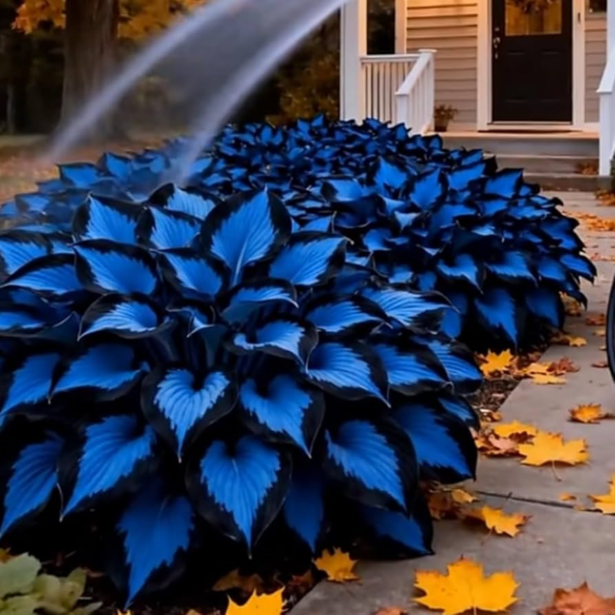 Broad foliage Blue Black Hosta for outdoor landscape gardens.