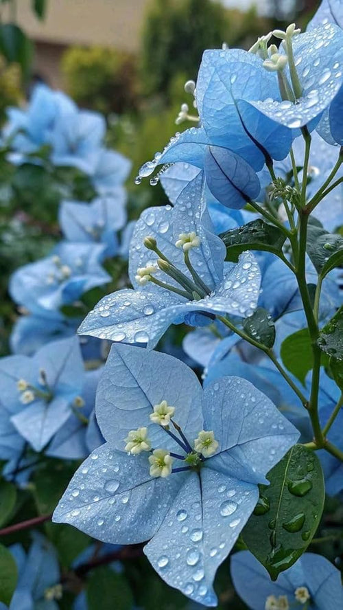 Blue Bougainvillea flower seeds for planting in home gardens and patios.