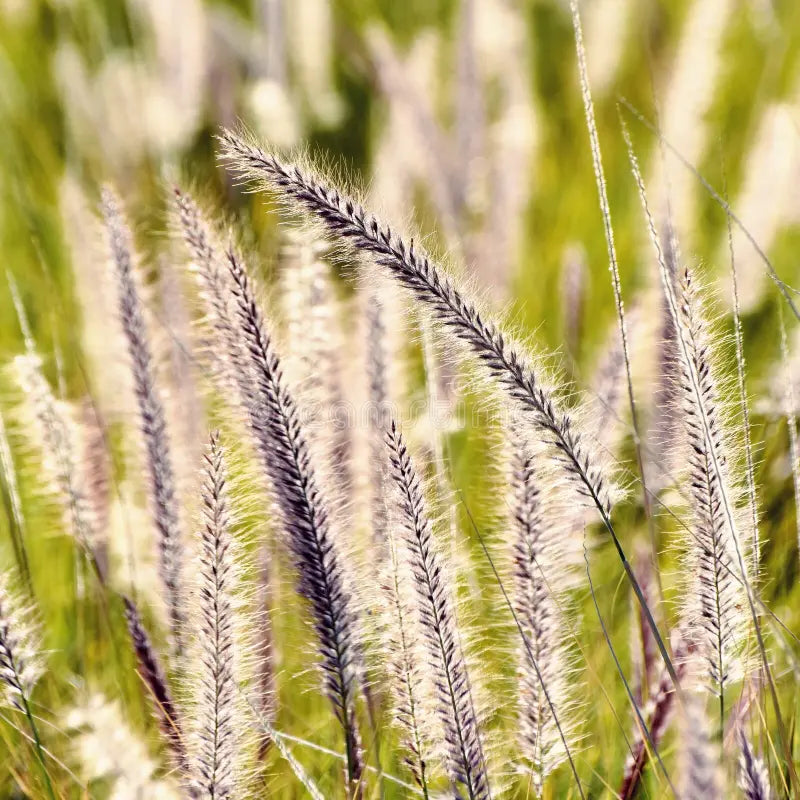 Blue Buffalo Grass Seeds (Bouteloua dactyloides) - Drought-Tolerant, Low-Maintenance Lawn Grass