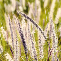 Blue Buffalo Grass Seeds (Bouteloua dactyloides) - Drought-Tolerant, Low-Maintenance Lawn Grass