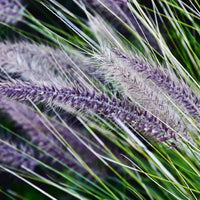 Blue Buffalo Grass Seeds (Bouteloua dactyloides) - Drought-Tolerant, Low-Maintenance Lawn Grass