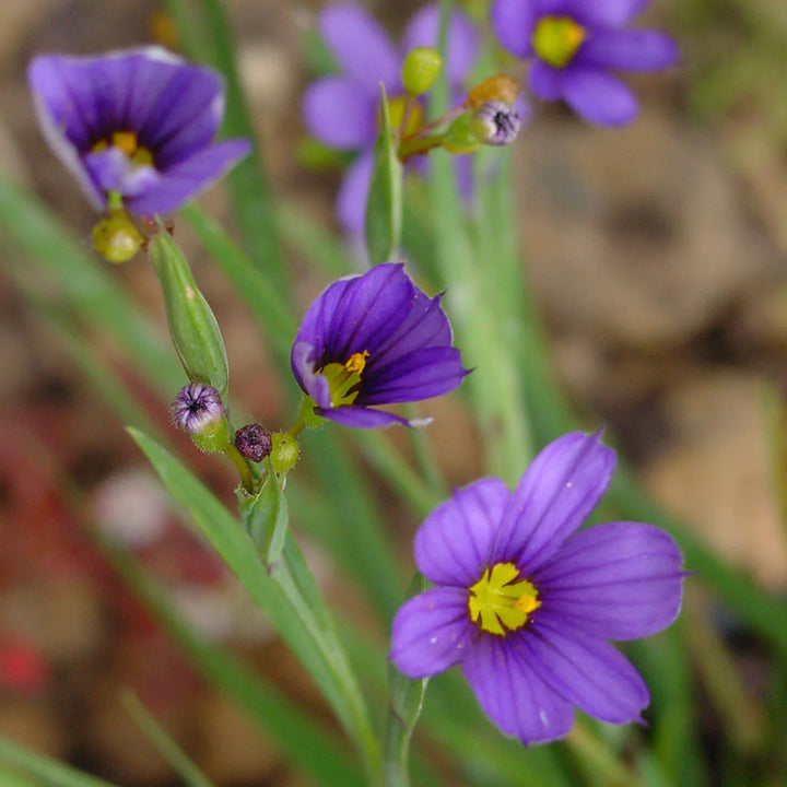 Heirloom Non-GMO Sisyrinchium Montanum Flower Seeds for Planting – Delicate Blue Perennial Garden Blooms